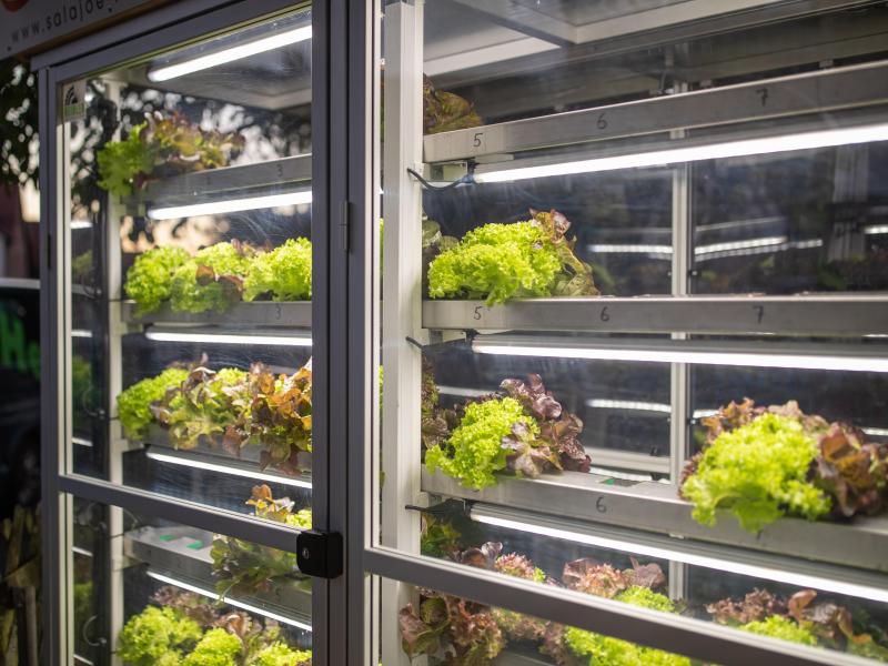 Im Nürnberger Ortsteil Almoshof steht jetzt ein Salat-Automat. Der Salat wird in Rinnen bewässert und wird dem Kunden auf Knopfdruck vollautomatisch ausgegeben. Foto: Daniel Karmann/dpa