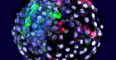 Das Bild zeigt eine Chimäre Mensch-Affe-Blastozyste. Wissenschaftler haben Embryonen aus Zellen von Mensch und Affe erzeugt. Foto: Weizhi Ji/Kunming University of Science and Technology/dpa