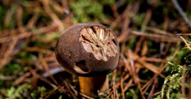 Wenn die Schnecken schon kräftig zugelangt haben, sehen Pilze wie dieser Maronenröhrling nicht mehr appetitlich aus. Foto: Zacharie Scheurer/dpa-tmn