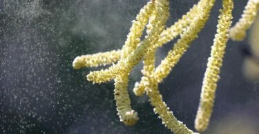 Pollen können einen Weg von mehreren Hundert Kilometern zurücklegen. So können Allergien auch in Regionen auftreten, in denen die Bäume noch gar nicht blühen. Foto: Wolfgang Kumm/dpa