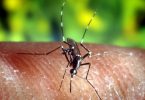 Die Erderwärmung begünstigt auch in Deutschland die Übertragung von gefährlichen Erregern wie dem Zika-Virus durch Mücken. Foto: US CfDCaP//U.S. Center for Disease Control and Prevention/dpa