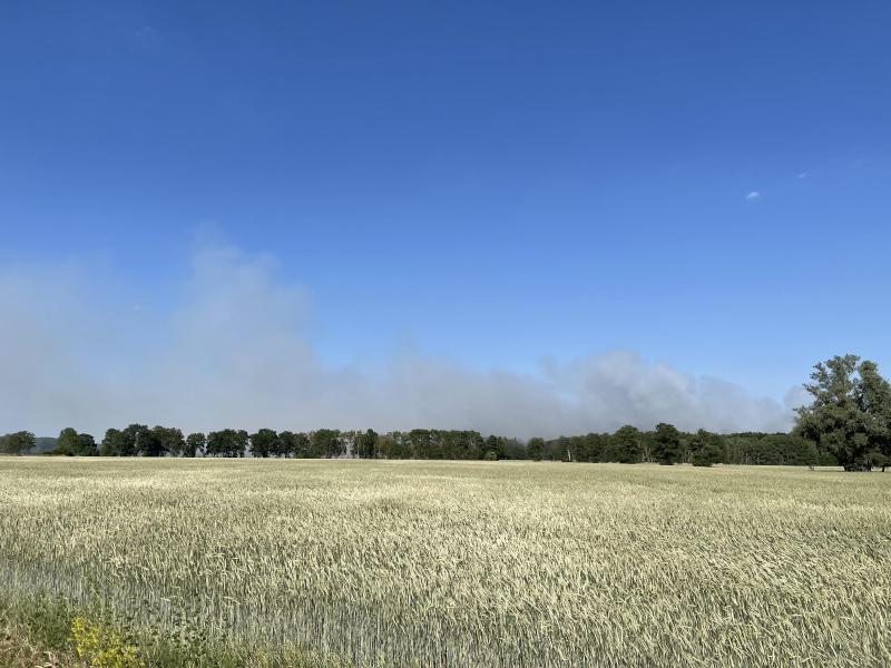 Auf einer Fläche von zehn Hektar brennt bei Bötzow (Oberhavel) nordwestlich von Berlin der Wald. Foto: Guttmann/dpa