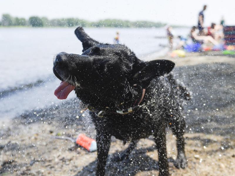 Zu heiß! Hund Magic hat sich ein Bad im kühlen Nass gegönnt. Foto: Justin Tang/The Canadian Press/ZUMA/dpa