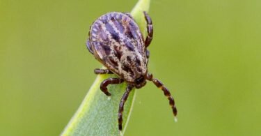Zecken lauern in Gebüschen oder in hohem Gras und können Krankheiten wie Borreliose und FSME übertragen. Foto: Patrick Pleul/dpa-Zentralbild/dpa