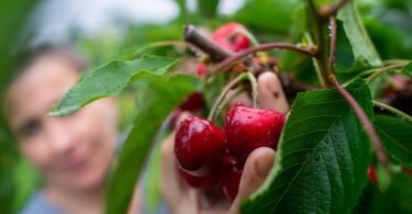 Zugreifen erlaubt: Kirschen sind ein idealer Snack für zwischendurch. Foto: Klaus-Dietmar Gabbert/dpa-tmn