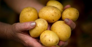 Schon lange ist die Kartoffel in Deutschland ein beliebter Sattmacher. Doch der Klimawandel stellt neue Anforderungen an die Knolle. Foto: Arno Burgi/dpa-Zentralbild/dpa-tmn
