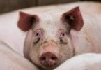 Afrikanische Schweinepest und die Folgen der Gastro-Schließungen in der Corona-Zeit machen es den Bauern schwer. Foto: Andreas Arnold/dpa
