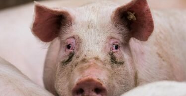 Afrikanische Schweinepest und die Folgen der Gastro-Schließungen in der Corona-Zeit machen es den Bauern schwer. Foto: Andreas Arnold/dpa