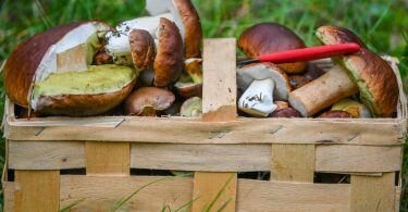 Pilzsammler sollten sich nicht allein auf eine Handy-App verlassen, warnt die Verbraucherzentrale Sachsen-Anhalt. Auch Geruch und Konsistenz seien für eine richtige Bestimmung wichtig. Foto: Patrick Pleul/dpa-Zentralbild/dpa-tmn