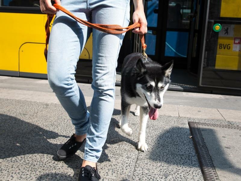 Oh, wie süß? Wer eine Phobie vor Hunden hat, würde diese Begegnung mit dem Husky schrecklich finden. Foto: Florian Schuh/dpa-tmn