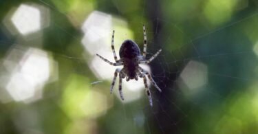 Viele Menschen haben Angst vor den Krabbeltieren. Foto: Karl-Josef Hildenbrand/dpa-tmn