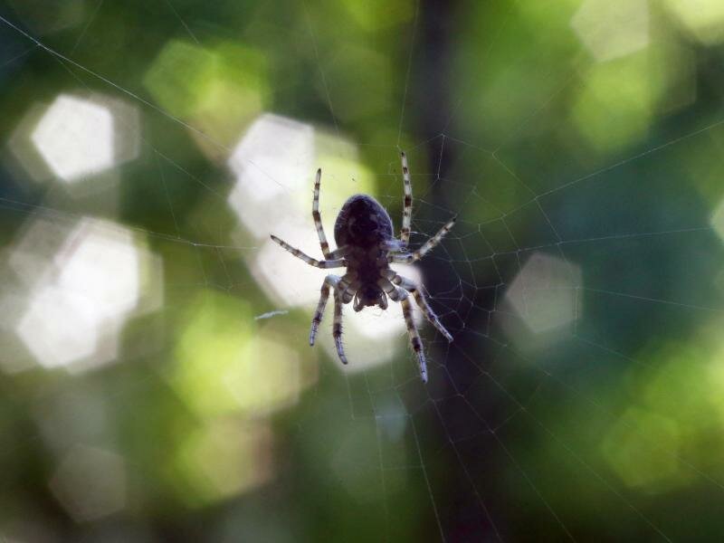 Viele Menschen haben Angst vor den Krabbeltieren. Foto: Karl-Josef Hildenbrand/dpa-tmn