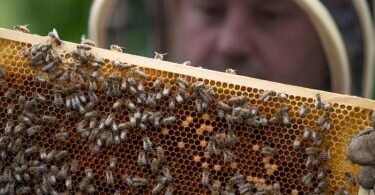 Ein Imker hält eine Bienenwabe in den Händen. Deutschlands Imker haben in diesem Jahr deutlich weniger Honig eingeholt als in den Vorjahren. Foto: Friso Gentsch/dpa/Archiv