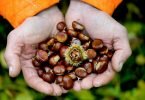 Die Esskastanie wird auch Edelkastanie genannt. Sie gehört zu den Buchengewächsen, ihre Früchte zählen botanisch zu den Nüssen, wie Haselnüsse oder Walnüsse. Foto: Arno Burgi/dpa-Zentralbild/dpa-tmn