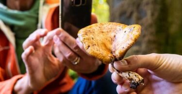 Was ist das für ein Pilz? Smartphone-Apps liefern eine erste Einschätzung. Doch ist man sich ob der Essbarkeit nicht sicher, fragt man lieber noch einmal in einer Pilzberatung nach. Foto: Benjamin Nolte/dpa-tmn