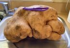 Da kann das Schälen lange dauern: Die Knolle namens «Doug» soll stolze 7,9 Kilogramm wieden. Foto: Donna Craig-Brown/AP/dpa/Archiv