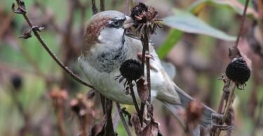 Besonders betroffen vom Rückgang ist der Haussperling mit 247 Millionen Individuen. Foto: Corey T. Callaghan/dpa