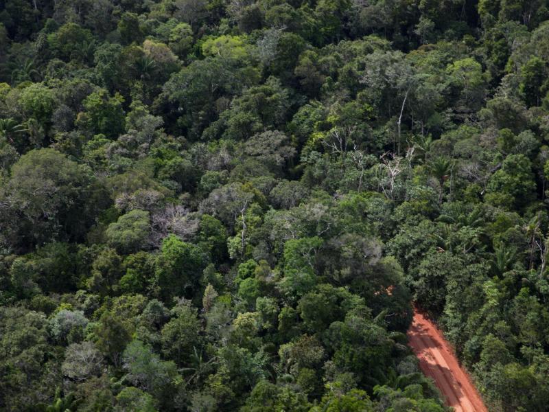 Ein Weg geht durch den Amazonas-Regenwald. (Archivbild). Foto: Fernando Souza/dpa