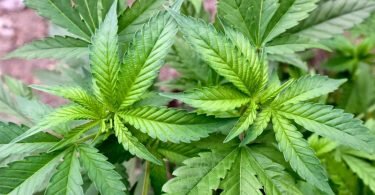 Der Cannabiskonsum bei jungen Erwachsenen ist zuletzt weiter gestiegen. Foto: Patrick Pleul/dpa-Zentralbild/dpa