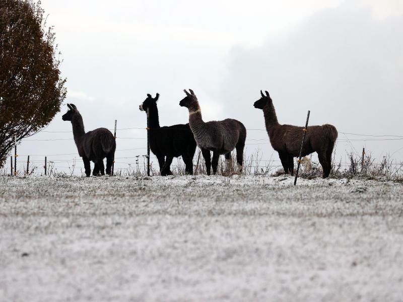 Lamas sind in der Regel an kalte Temperaturen gewöhnt. Foto: Karl-Josef Hildenbrand/dpa