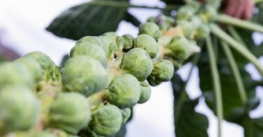 Noch bis Januar läuft die heimische Rosenkohlernte auf Hochtouren. Wenn das Gemüse Frost abbekommen hat, ist es weniger bitter. Foto: Rolf Vennenbernd/dpa/dpa-tmn