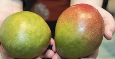 Die Farbe der Schale sagt nichts über den Reifegrad einer Mango aus - hier hilft der Drucktest. Foto: Robert Günther/dpa-tmn