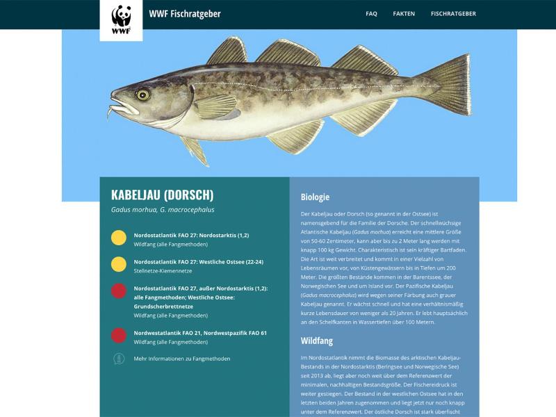 Der Kabeljau, in der Ostsee auch Dorsch genannt, wird im Fischratgeber des WWF fast überall als überfischt ausgewiesen. Foto: fischratgeber.wwf.de/dpa-tmn