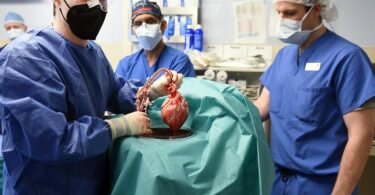 Einem&nbsp;Transplantationsteam in den USA ist es gelungen, einem Patienten ein genetisch modifiziertes Schweineherz einzupflanzen. Foto: Tom Jemski/University of Maryland School of Medicine/dpa
