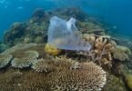 Eine Plastiktüte auf einem Korallenriff in Malaysia. Foto: WWF/dpa