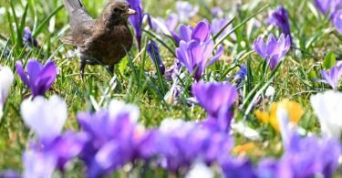 Frühling am Bodensee: Eine Amsel läuft im Uferpark in Langenargen durch eine Wiese voller Krokusse. Foto: Felix Kästle/dpa