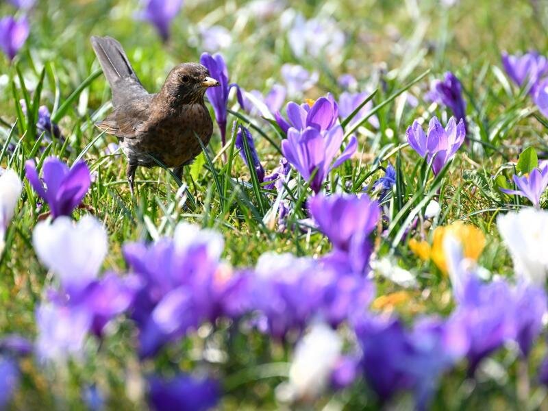 Frühling am Bodensee: Eine Amsel läuft im Uferpark in Langenargen durch eine Wiese voller Krokusse. Foto: Felix Kästle/dpa