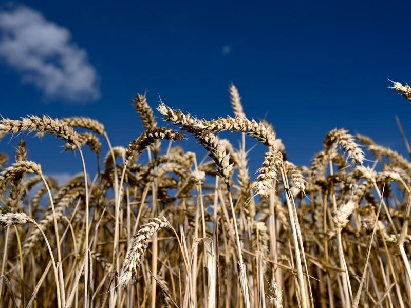 Der Ukraine-Konflikt wird sich nach Einschätzung von Oxfam auf das globale Mahrungsmittelsystem auswirken - die ärmsten und schwächsten Menschen werden aber am stäkrsten und schnellsten betroffen sein. Foto: Arne Dedert/dpa
