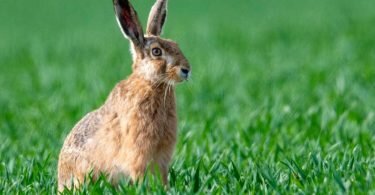 Es gibt wieder mehr Feldhasen in Deutschland. Foto: Boris Roessler/dpa