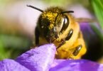 Bienen haben einen Flugradius von zwei bis vier Kilometern. Gibt es innerhalb dieses Radius' eine bestimmte vorherrschende Blütensorte zum sammeln, kommt es zu einem Sortenhonig. Foto: Julian Stratenschulte/dpa/dpa-tmn