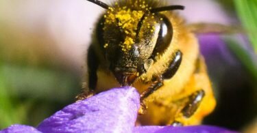 Bienen haben einen Flugradius von zwei bis vier Kilometern. Gibt es innerhalb dieses Radius' eine bestimmte vorherrschende Blütensorte zum sammeln, kommt es zu einem Sortenhonig. Foto: Julian Stratenschulte/dpa/dpa-tmn