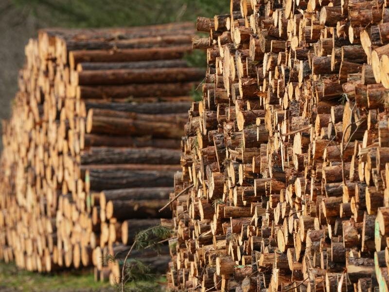 Mehrere Festmeter frisch geschlagene Baumstämme liegen am Waldrand auf einem Polter in Brandenburg. Schon am 4. Mai sind die biotischen und abiotischen Rohstoffe in Deutschland für 2022 aufgebraucht. Foto: Soeren Stache/dpa