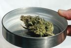 Eine getrocknete Cannabisknospe. Der angestrebte Kurswechsel in der Cannabis-Politik soll langsam angegangen werden. Foto: Jens Kalaene/dpa-Zentralbild/dpa