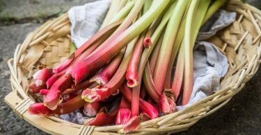 Je rotstieliger der Rhabarber, desto mildsäuerlicher ist der Geschmack. Die enthaltene Oxalsäure verhindert allerdings die Aufnahme von Kalzium im Körper. Foto: Christin Klose/dpa-tmn