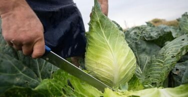 Einen Spitzkohl erkennt man an seiner Form und Größe, denn er ist in aller Regel kleiner als Weißkohl oder Wirsing. Foto: Sebastian Gollnow/dpa/dpa-tmn