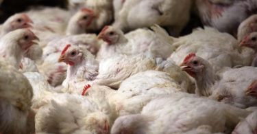 Hühner werden bei Fleischuntersuchungen häufiger als ungenießbar eingestuft als Schweine. Foto: Jens Büttner/dpa-Zentralbild/dpa/Archivbild