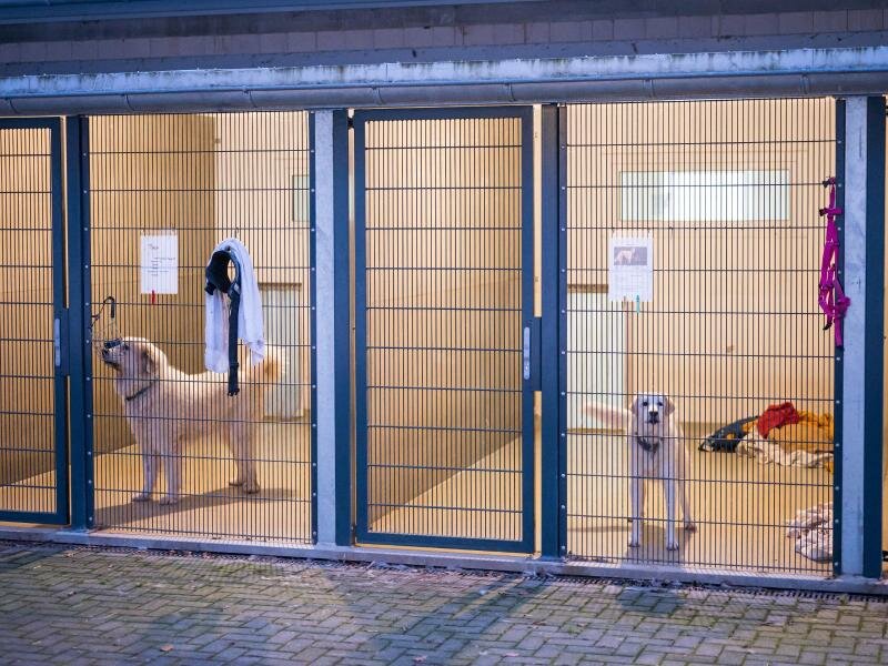 Zwei Hunde im Tierheim Saarbrücken. Foto: Oliver Dietze/dpa