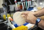 Das Labor von Graham Hatfull an der Universität Pittsburgh stellt bakterientötende Viren Patienten zur Verfügung, die keine anderen Möglichkeiten zur Behandlung resistenter Infektionen haben. Foto: Aimee Obidzinski/University of Pittsburgh/dpa