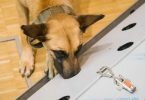 Der belgische Schäferhund Filou schnüffelt in der Tierärztlichen Hochschule (TiHo) an einer Trainingsmaschine für Corona-Spürhunde. Foto: Ole Spata/dpa