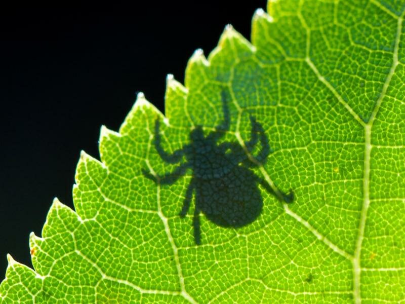 In Lauerstellung, um sich auf die Beute zu stürzen? Nicht ganz. Meistens streift man die Zecken im Vorbeigehen von den Blättern ab. Foto: Patrick Pleul/dpa-Zentralbild/dpa-tmn