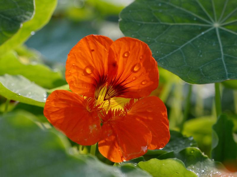 Wussten Sie, das bunte Blüten (im Bild Kapuzinerkresse) nicht nur hübsch, sondern auch richtig lecker sein können?. Foto: Andrea Warnecke/dpa-tmn