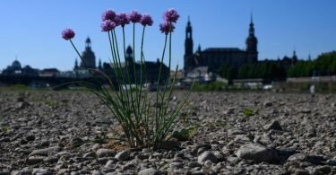Wilder Schnittlauch wächst inmitten des ausgetrockneten Elbufers vor der historischen Altstadtkulisse Dresdens. Foto: Robert Michael/dpa