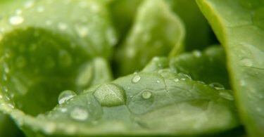 Knackig und frisch - so wünscht man sich seinen Salat. Gut, dass man nachhelfen kann, wenn die Blätter etwas schlapp geworden sind. Foto: Sebastian Gollnow/dpa/dpa-tmn