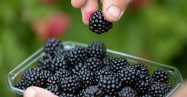 Wer Brombeeren länger haltbar machen will, sollte sie frisch gepflückt direkt verarbeiten oder einfrieren. Foto: Friso Gentsch/dpa/dpa-tmn