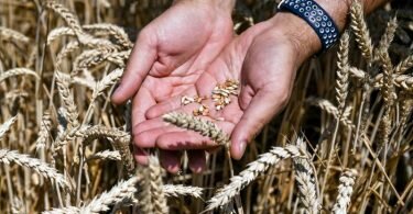 In der Ukraine ist Erntezeit von Weizenkörnern. Foto: Ukrinform/dpa