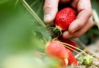 Die Bauern in Deutschland haben die Anbauflächen für Erdbeeren wegen der schwachen Nachfrage auf 9700 Hektar verringert. Foto: Oliver Berg/dpa